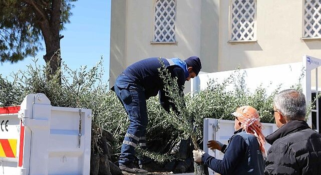 Urla’da zeytin seferberliği 20 mahalleye fidan desteği